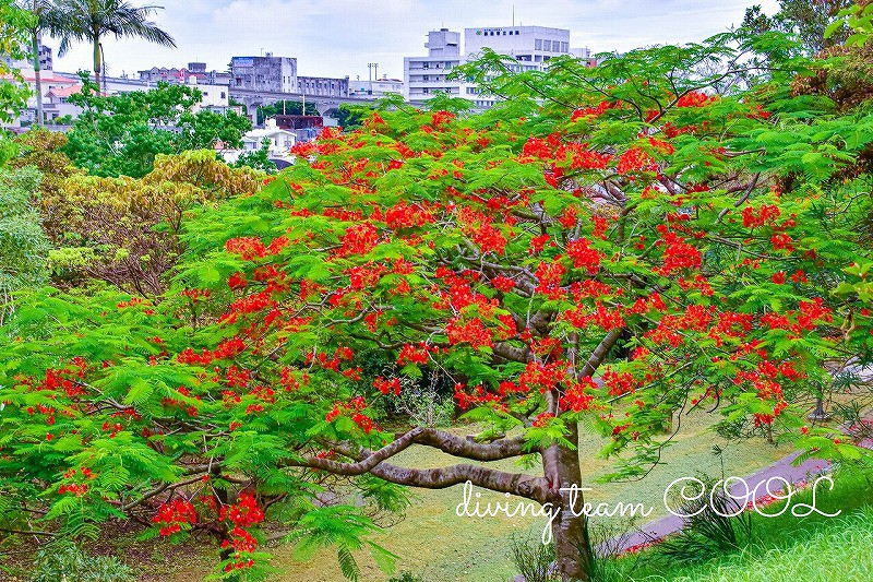 沖縄　ホウオウボク