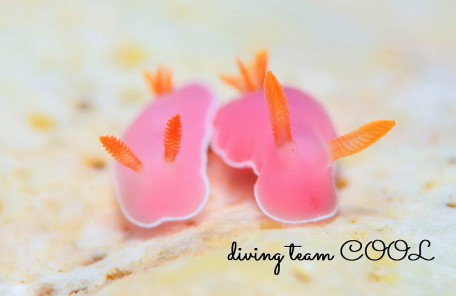 沖縄ウミウシダイビング　フジムスメウミウシ