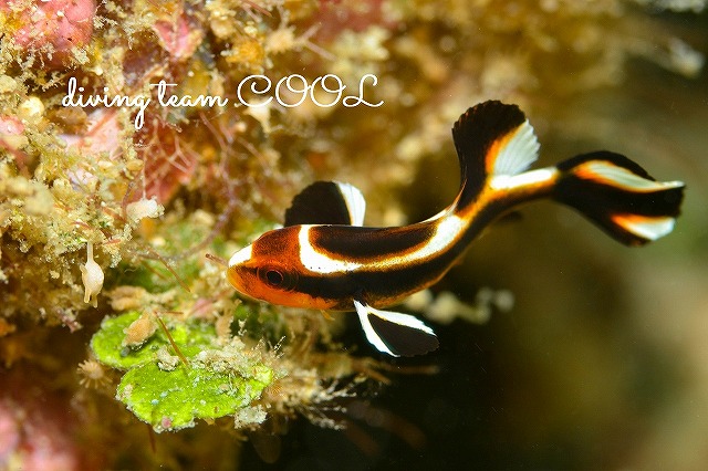 沖縄本島　ビーチダイブ　マクロ　ムスジコショウダイ幼魚