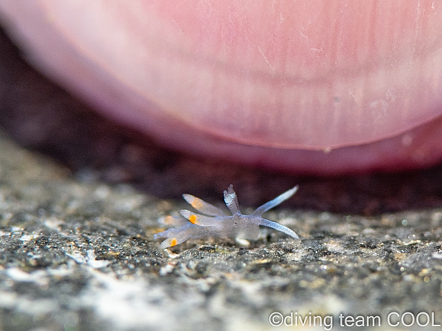 沖縄 ミノウミウシの幼体