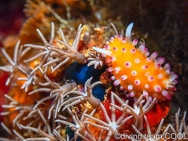 沖縄 イガグリウミウシ