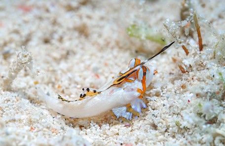 沖縄 イッポンテグリの幼魚