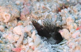 沖縄 ホタテツノハゼの幼魚