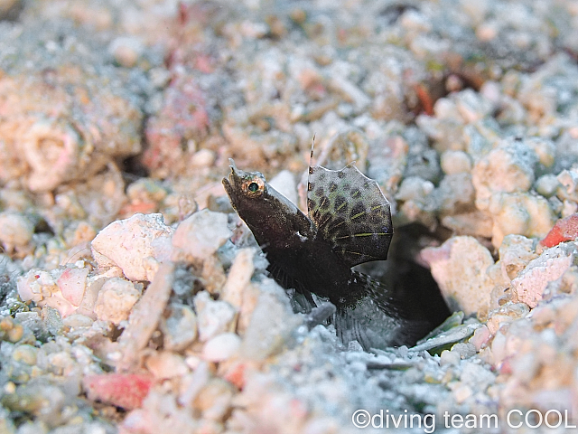 沖縄 ホタテツノハゼの幼魚