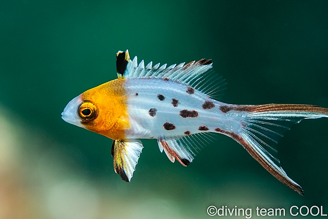 沖縄 ヒオドシベラの幼魚