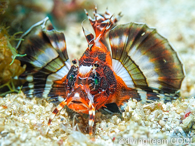 沖縄 ヒレボシミノカサゴの幼魚