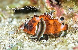 沖縄 ヒレボシミノカサゴの幼魚