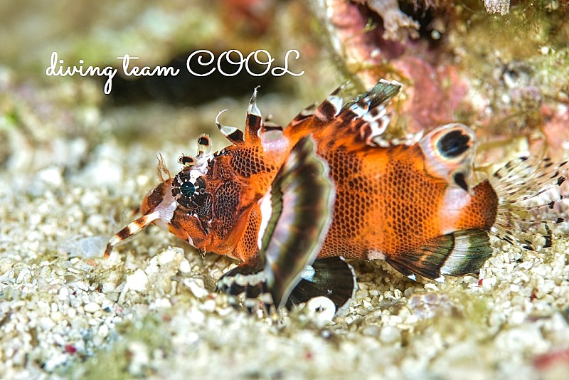 沖縄 ヒレボシミノカサゴの幼魚