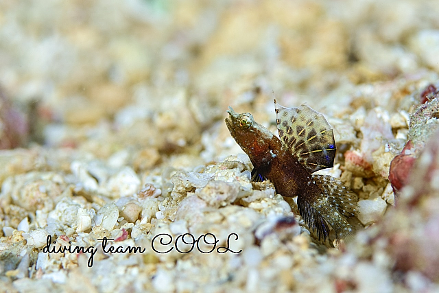 沖縄 ホタテツノハゼの幼魚