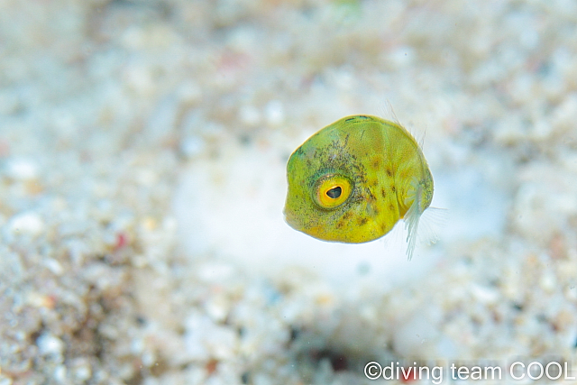 沖縄 ノコギリハギの幼魚