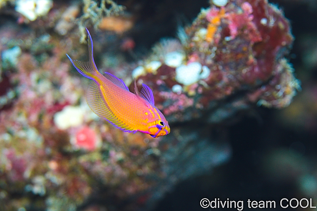 沖縄 ハナゴンベの幼魚