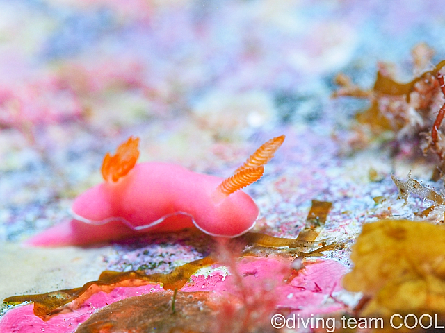 沖縄 フジムスメウミウシ