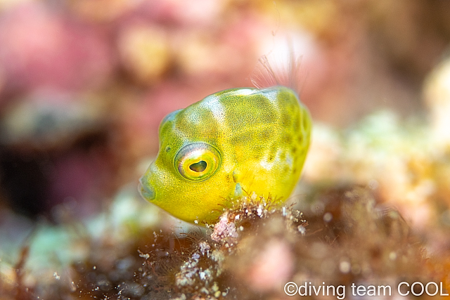 沖縄 ノコギリハギの幼魚