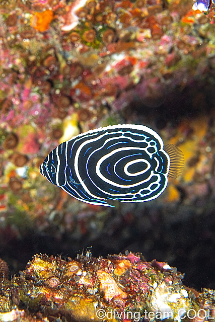 沖縄 タテジマキンチャクダイの幼魚