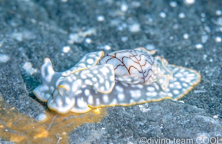 沖縄 コンシボリガイ