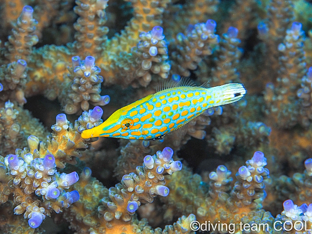 沖縄 テングカワハギの幼魚