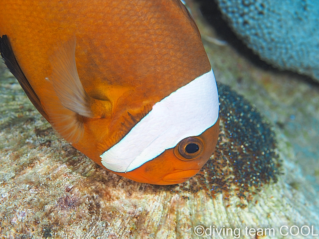 沖縄 トウアカクマノミ