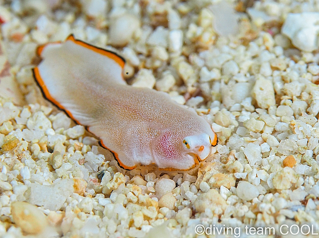 沖縄 サザナミウシノシタの稚魚