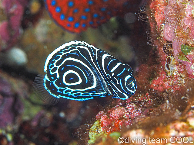 沖縄 タテジマキンチャクダイの幼魚