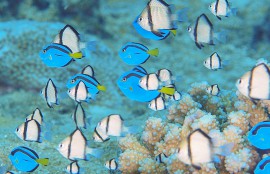 沖縄 ナンヨウハギの幼魚