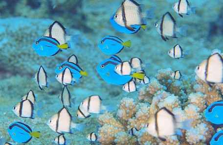 沖縄 ナンヨウハギの幼魚