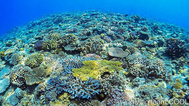 沖縄 サンゴ