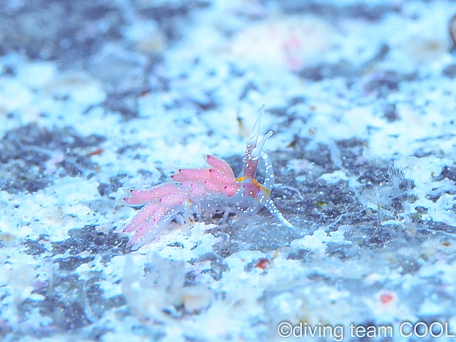 沖縄 ウツセミミノウミウシ