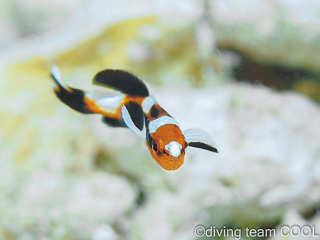 沖縄ヒレグロコショウダイの幼魚