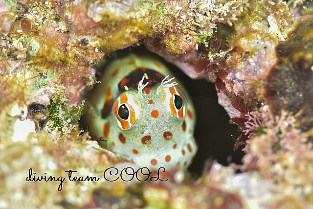 沖縄モンツキカエルウオ