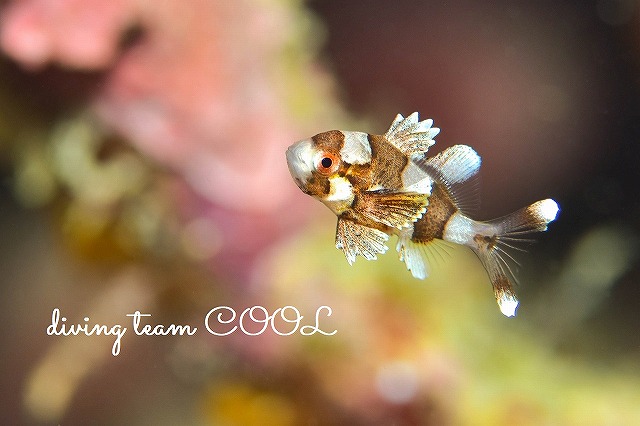 沖縄フォトダイビング　チョウチョウコショウダイ幼魚