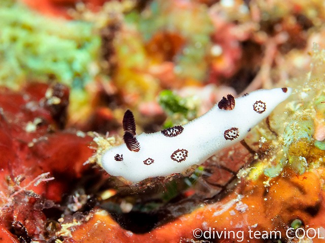 沖縄本島　ダイビング　ブチウミウシ