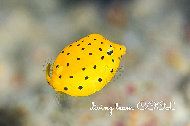 沖縄ミナミハコフグの幼魚