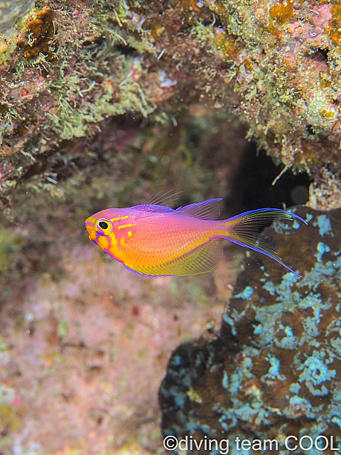 沖縄 ハナゴンベの幼魚