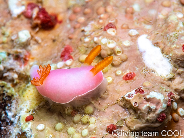 沖縄 フジムスメウミウシ