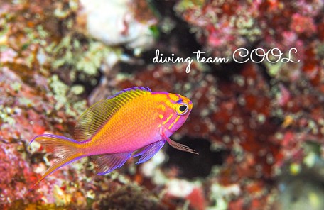 沖縄 ハナゴンベの幼魚