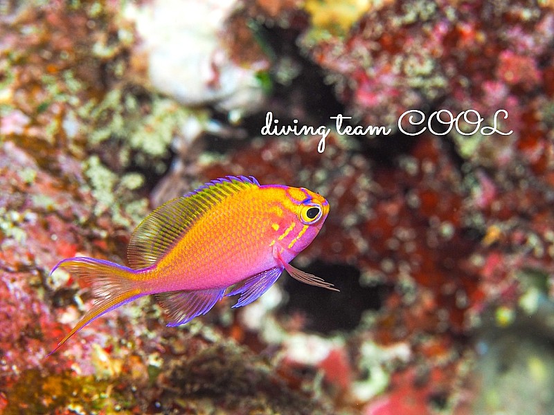 沖縄 ハナゴンベの幼魚