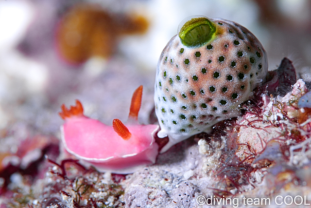 沖縄フジムスメウミウシ