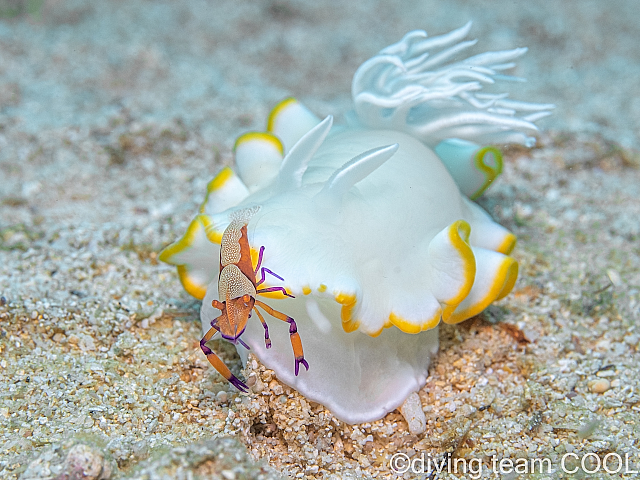 沖縄ウミウシライダー