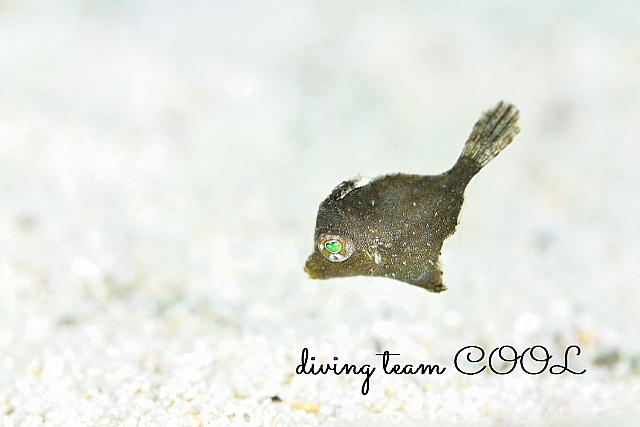 沖縄セダカカワハギの幼魚