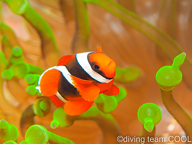 沖縄ハマクマノミの幼魚