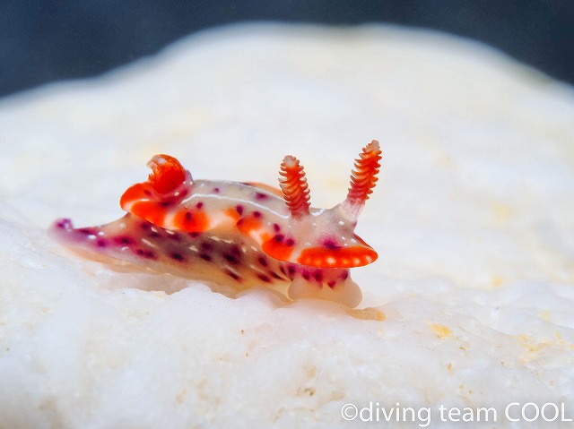 沖縄本島　ダイビングショップ　ウミウシ　ハナムスメウミウシ