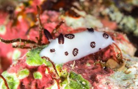 沖縄本島　ダイビング　ブチウミウシ