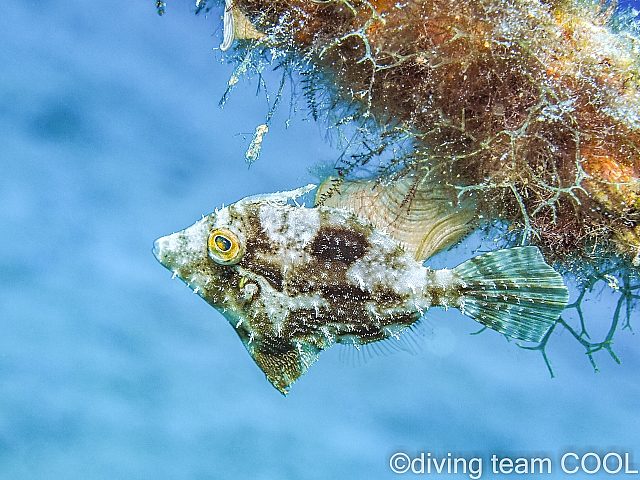 沖縄アミメハギの若魚