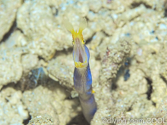 沖縄ハナヒゲウツボ