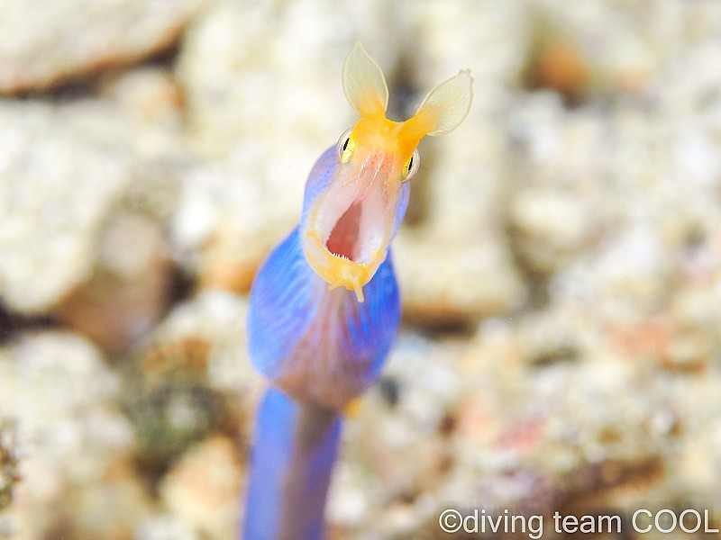 沖縄ハナヒゲウツボ