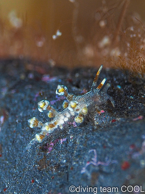 沖縄ホリミノウミウシ属の仲間