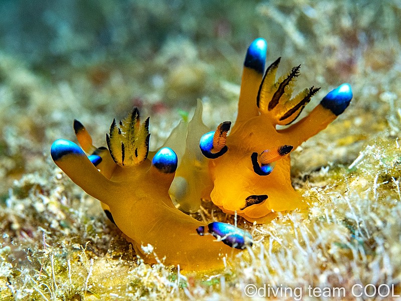 沖縄ウデフリツノザヤウミウシ