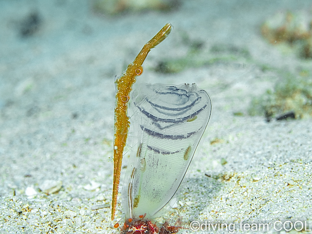 沖縄トガリモエビ属の一種