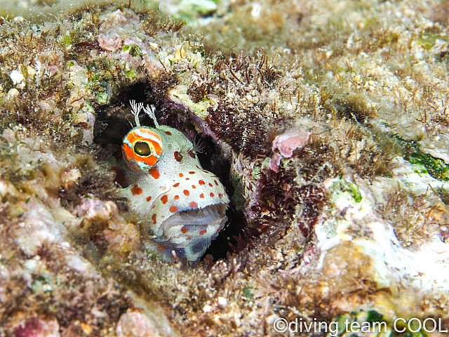 沖縄モンツキカエルウオ