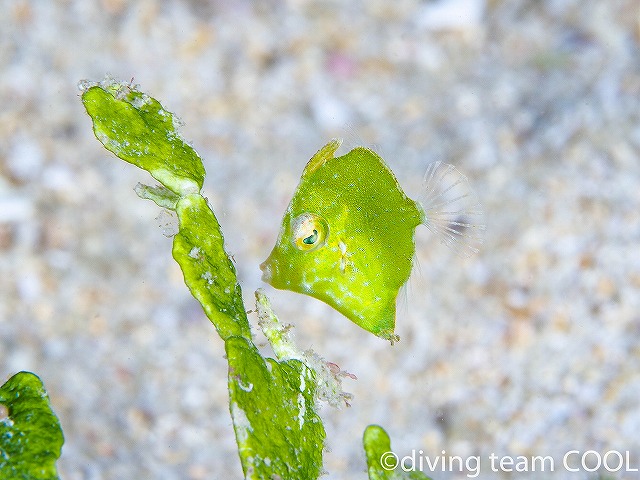 沖縄アミメハギの幼魚